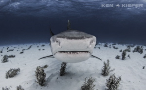 Big Pimpin

Large tiger shark comes in for a closer look by Ken Kiefer 